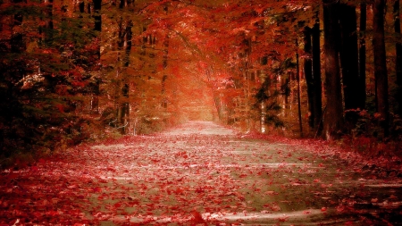 Fallen Leaves Forest - fall, path, trees, nature, autumn, forest, fallen, foliage