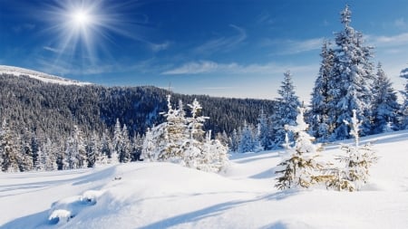 Bright Winter Morning - sunlight, forests, trees, winter, snow, morning, mountains