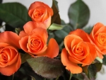 Orange Roses