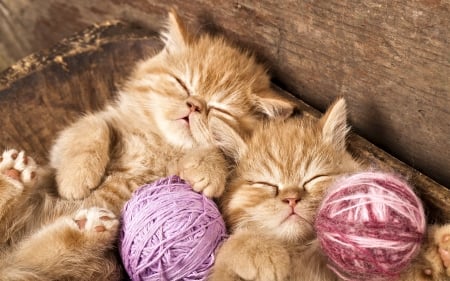 Sleeping Kittens - cute, Animal, Kitten, Cat