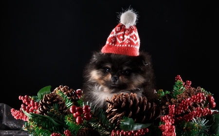 Merry Christmas! - hat, berry, dog, spitz, christmas, black, craciun, red, cute, caine, puppy, pine cone