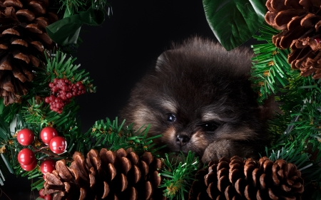 Merry Christmas! - berry, dog, spitz, christmas, black, craciun, red, cute, caine, puppy, pine cone