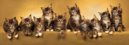 Kittens - animal, pisica, yellow, kitten, maine coon, cat