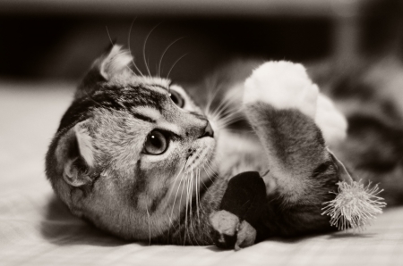 Kitten - black, white, animal, kitten, bw, cat