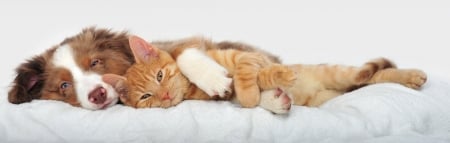 Friends - ginger, dog, friend, orange, cat, pisica, white, animal, sleep, caine, couple