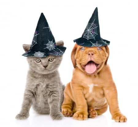 Happy Halloween! - hat, dogue de bordeaux, dog, cat, pisica, white, animal, funny, halloween, cute, puppy