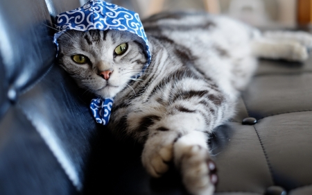 Fency cat - pose, funny, animal, cute, cat, scarf, blue, pisica, retro, car, vintage