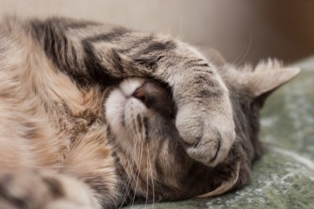 Sleeping cat - animal, pisica, sleep, paw, funny, cute, cat