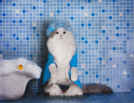 After a good bath - white, pisica, animal, funny, cute, bath, cat, blue