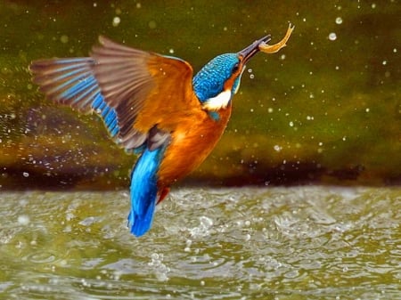 Kingfisher - bird, catch, fish, Kingfisher