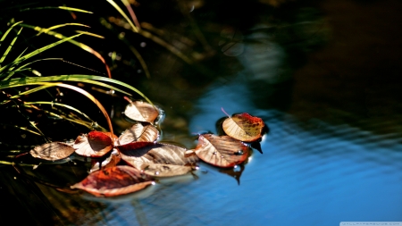 Floating Leaves - Autumn, water, nature, leaves