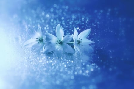 Blue flowers - abstract, flower, petal, blue