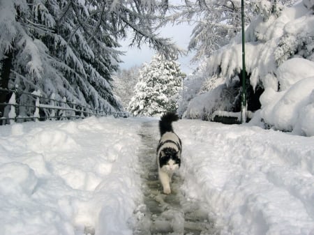 Winter's calling. - path, snow, winter, cat