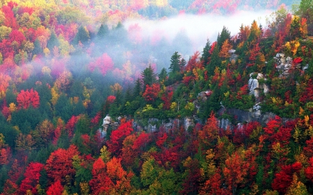 Black Water Canyon - trees, nature, autumn, beauty, forest