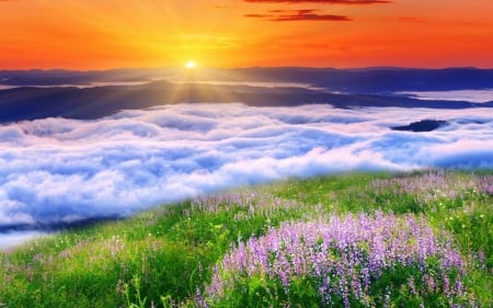 Amazing sunrise - nature, sunrise, flower, river