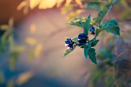 Beautiful Flowers - flowers, nature, bloom, blur