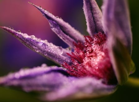 Beautiful Flower - bloom, flower, petals, nature