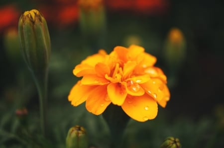 Beautiful Flower - flower, yellow, nature, bloom