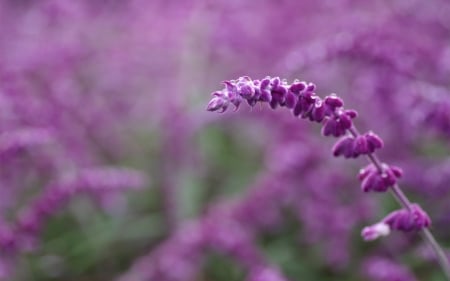 Beautiful Flowers - bloom, flowers, lilac, nature