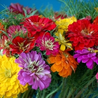 Colorful Zinnias