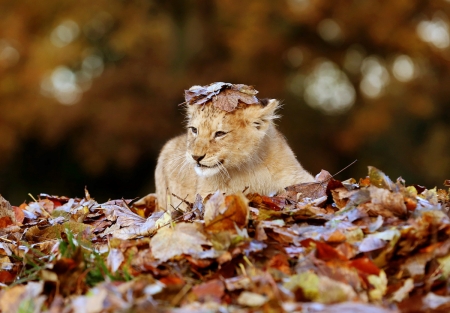 Lion cub - animal, cub, autumn, lion, leaf