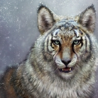 Wolftiger