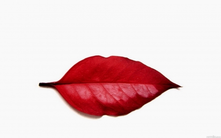 Autumn mouth - white, red, funny, mouth, leaf, lips, abstract, autumn