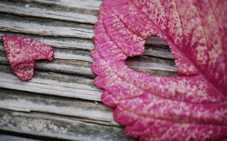 Autumn love - heart, autumn, wood, leaf, texture, love