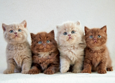 Kittens - white, pisica, brown, animal, cute, kitten, cat