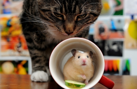 Hiding - pisica, hiding, funny, mouse, cup, cat