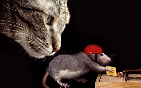 Gotcha' - red, funny, situation, animal, black, cat, pisica, hat, mouse, food