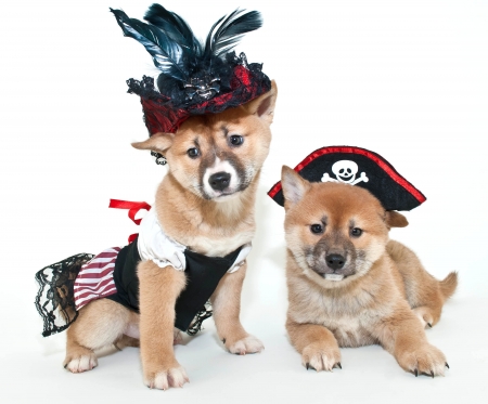 Ready for Halloween! - dog, black, white, costume, lady, funny, pirate, halloween, cute, caine, puppy