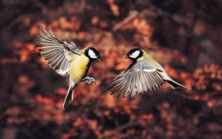 Chickadees - flying, nature, wings, free