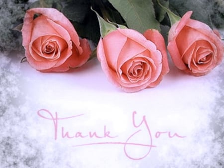 Thank you - thank you, three, roses, pink