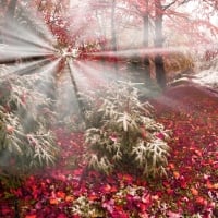 Sunbeams through Frosty Fall Trees