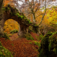 Mossy Arch in Fall Forest