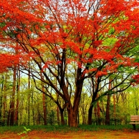 Gorgeous Trees in Autumn Park