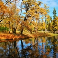 Park Reflection of Autumn Trees