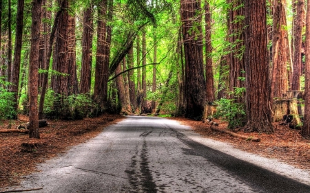 forest path - fun, trees, nature, cool, forest path