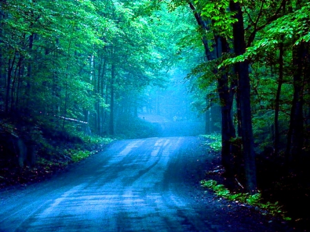 Misty blue - forest, trees, walk, blue