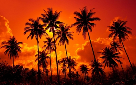 Crveno Sunset With Palm - clouds, trees, sunset, nature, sky, palm