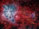 The Cosmic Web of the Tarantula Nebula