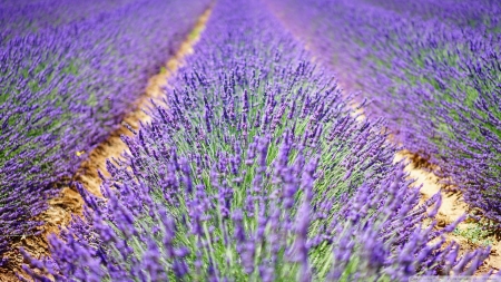 Beautiful Lavender Flowers - nature, flowers, plants, lavender