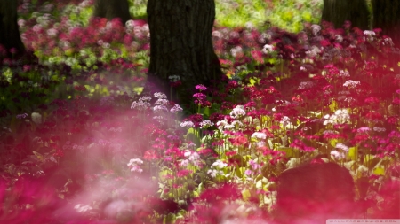 Forest Flowers - nature, flowers, forests, asia