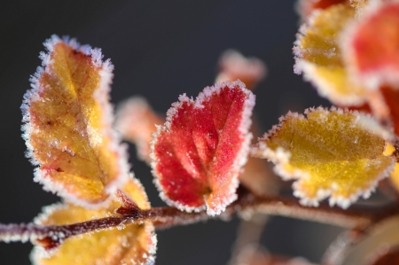 Autumn - red, leaf, frozen, yellow, autumn