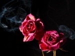 Smoky roses