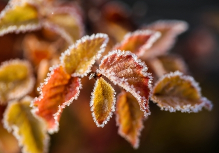 Autumn - leaf, frozen, orange, yellow, autumn