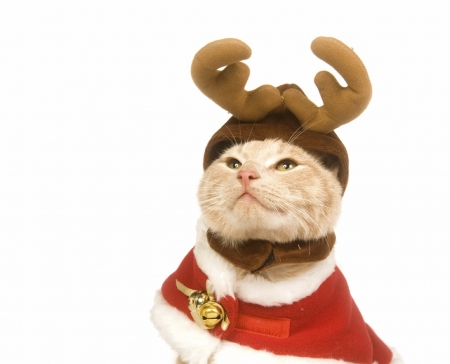 Santa's reindeer - cat, horns, christmas, pisica, white, animal, costume, craciun, funny, red, cute, reindeer