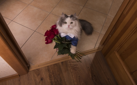 For you! - pisica, funny, valentine, cute, rose, flower, bouquet, cat