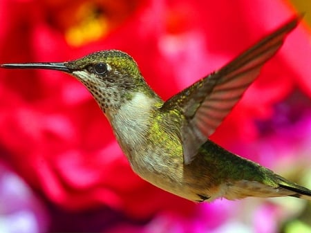 Humming a long - small, flowers, hummingbird, red